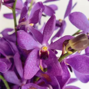 Purple Bulk Mokara Orchids