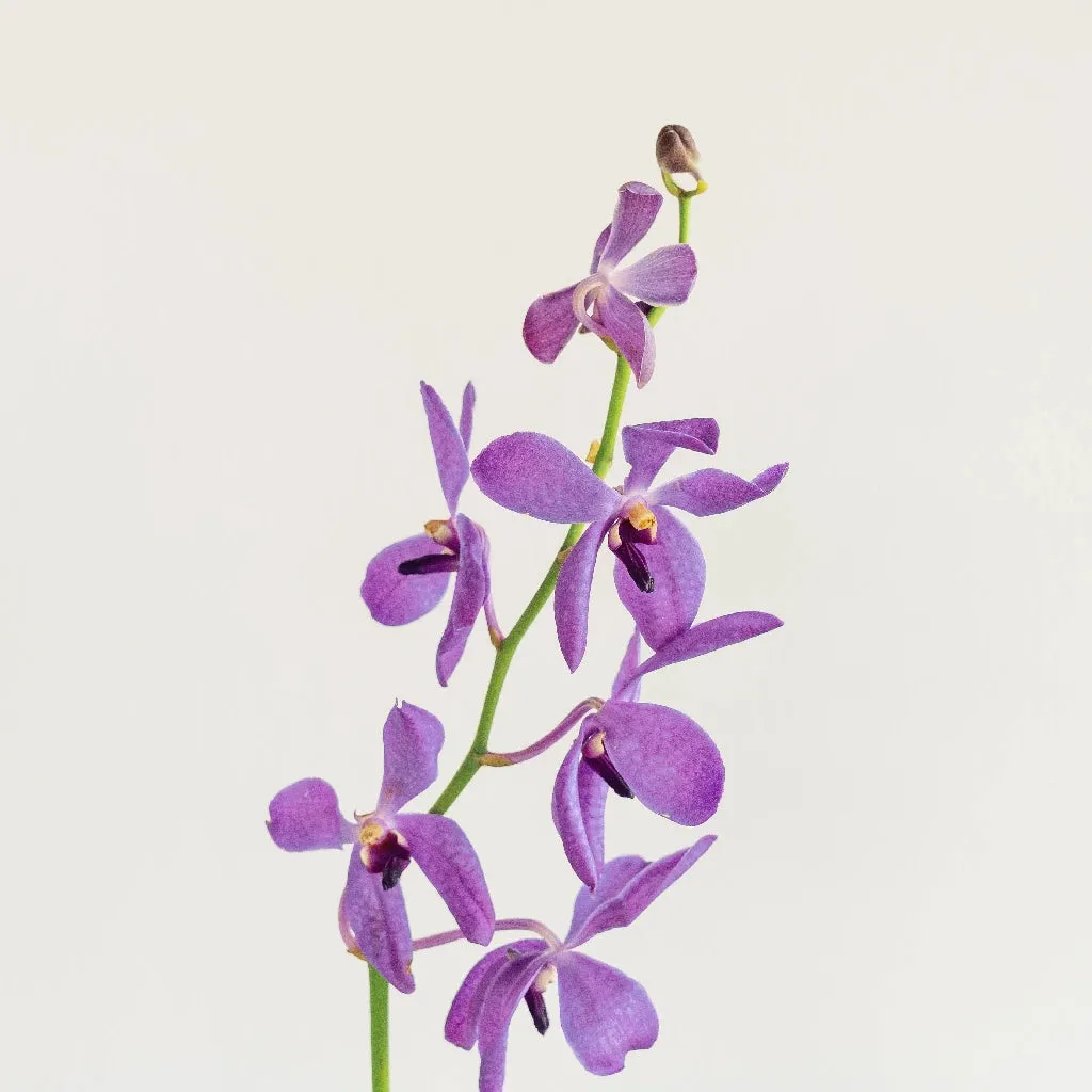 Purple Bulk Mokara Orchids