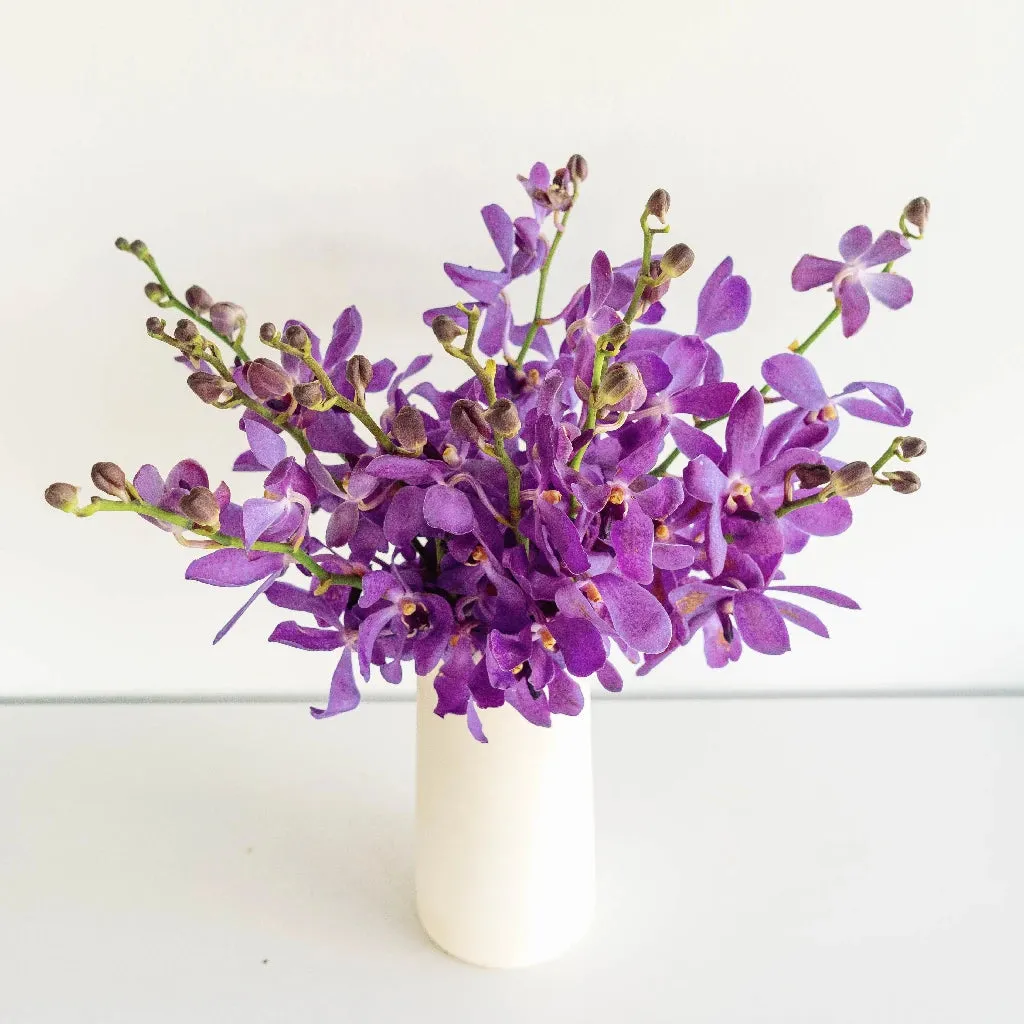 Purple Bulk Mokara Orchids